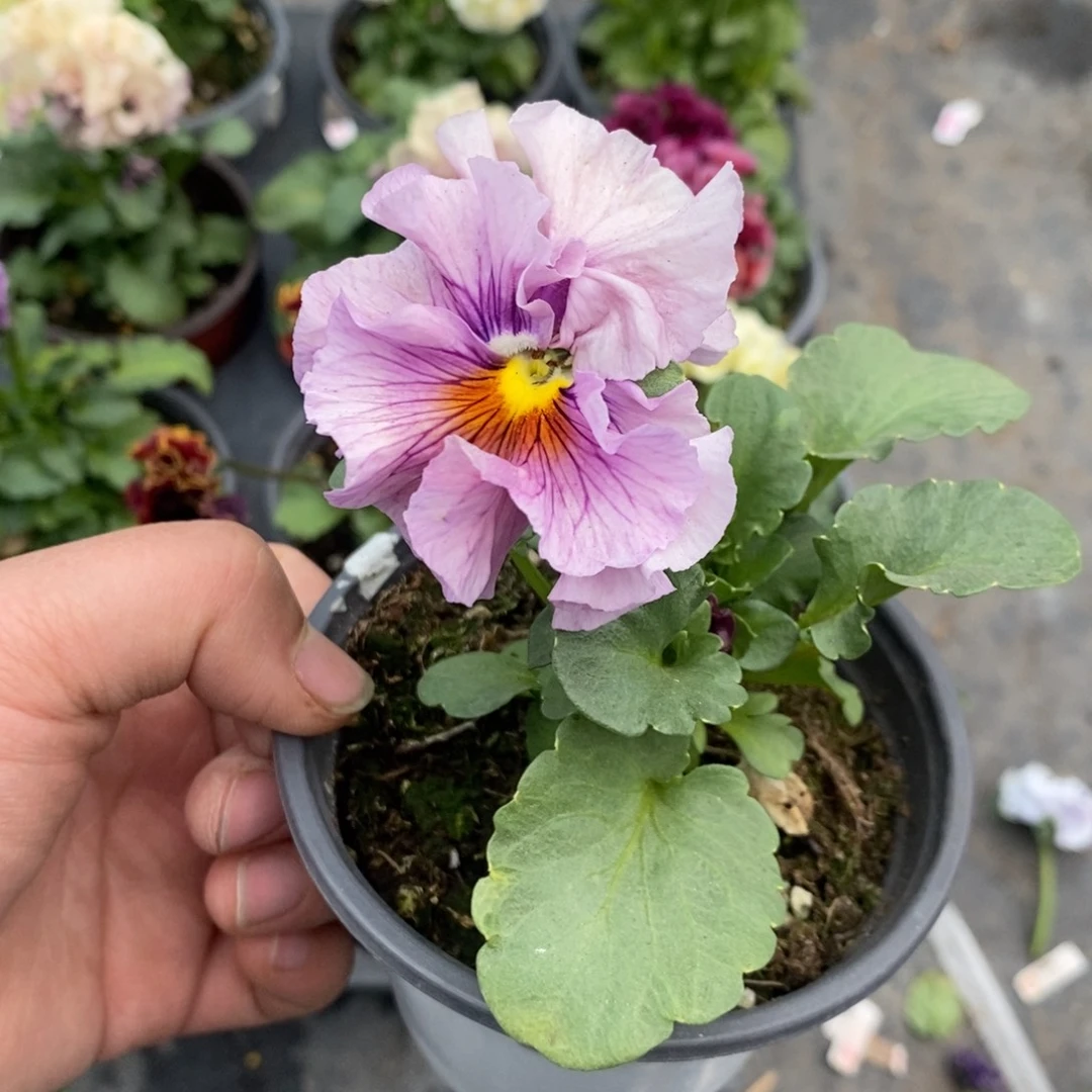 完全开放0143号不售后