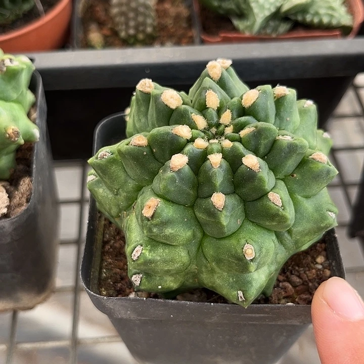 我也不知道我为什么会这么喜欢