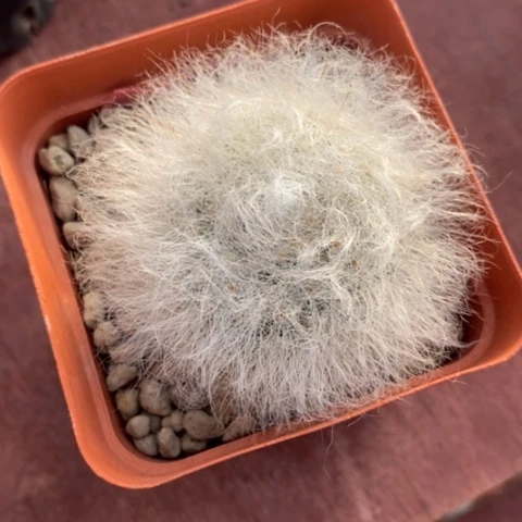 无刺丽光殿5仙人球