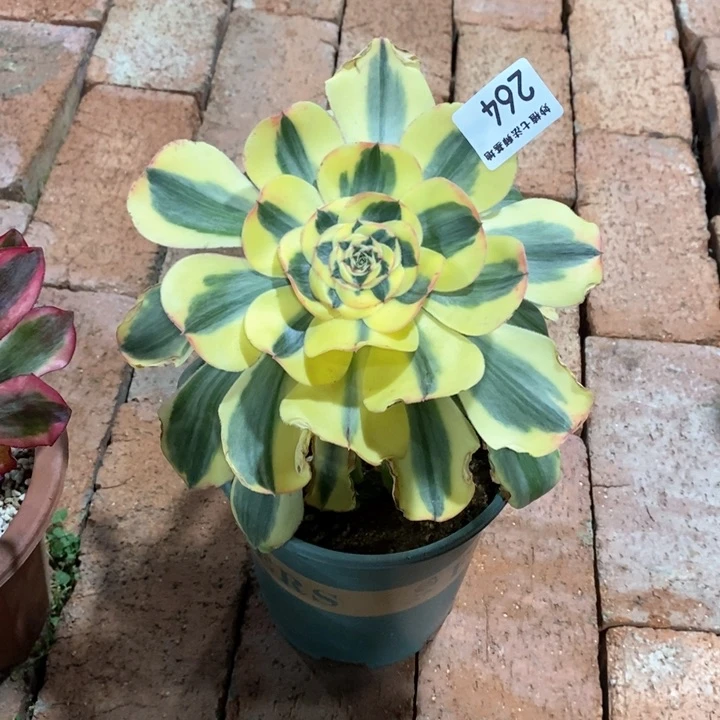 用****了多肉264。