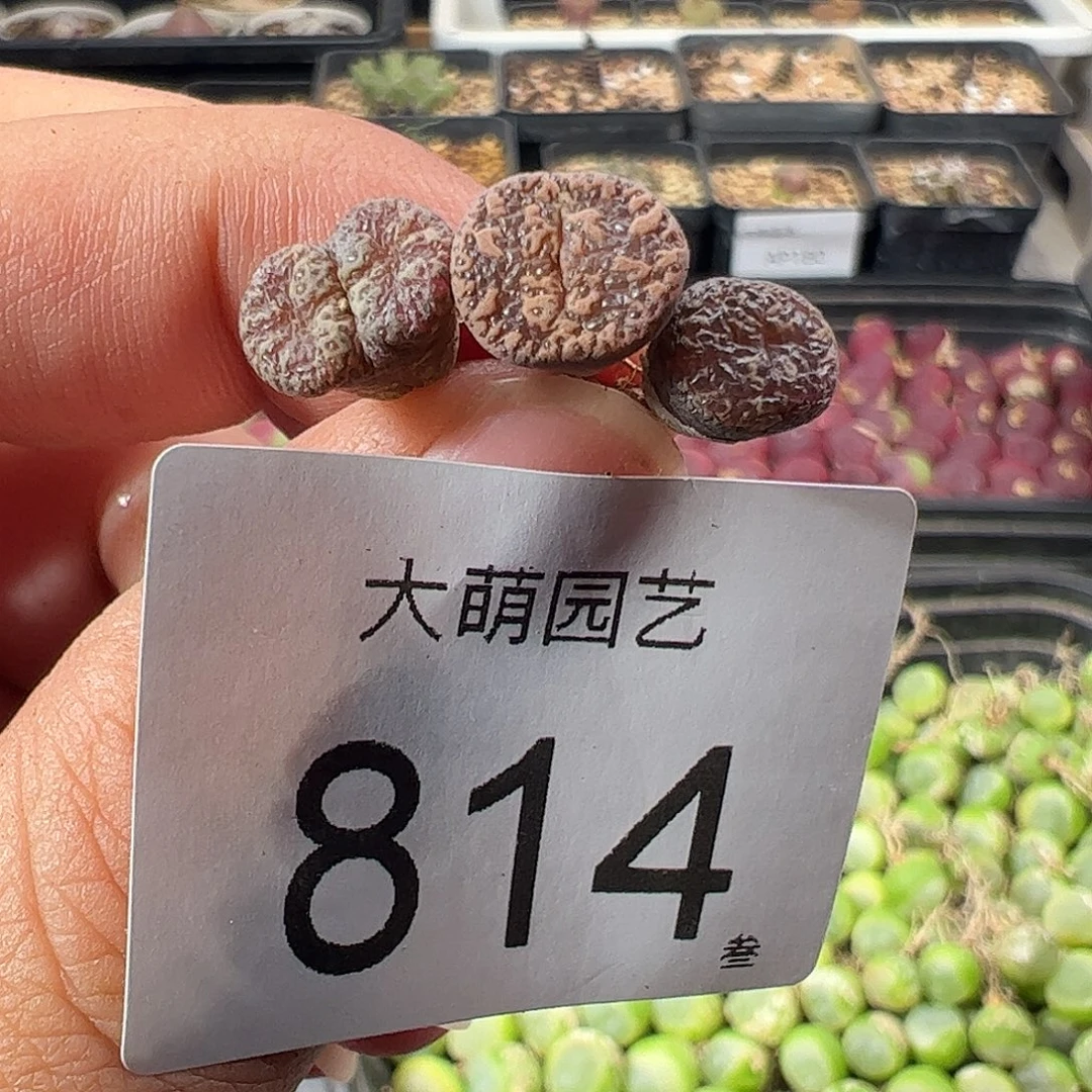 一物一拍。      814