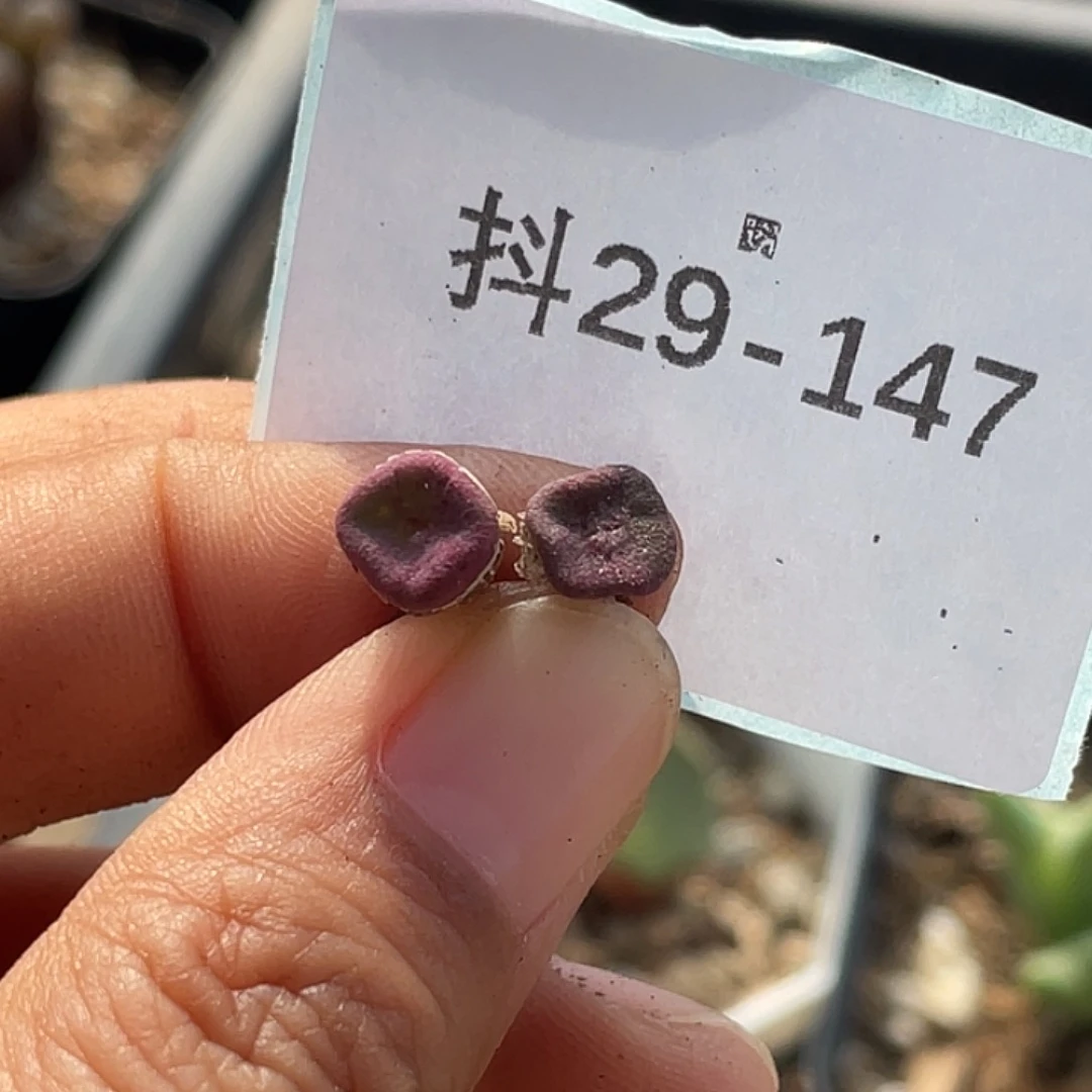 29-147方碗多肉植物
