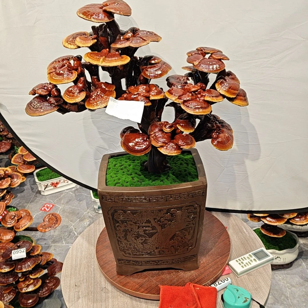 车*红灵芝盆景高端大气上档次