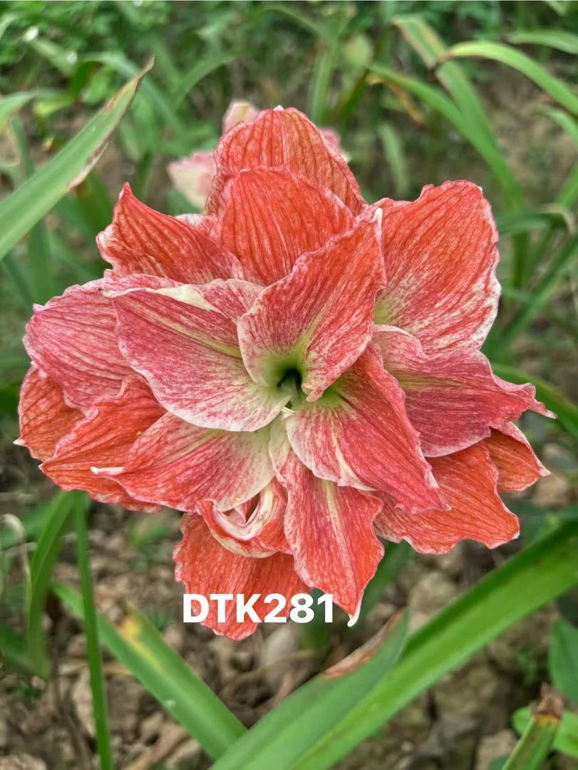 S孤挺花园 杂交 DTK281（油画后代）+组合 裸球