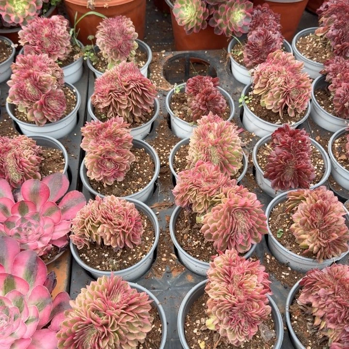 倾城缀化带盆土发货