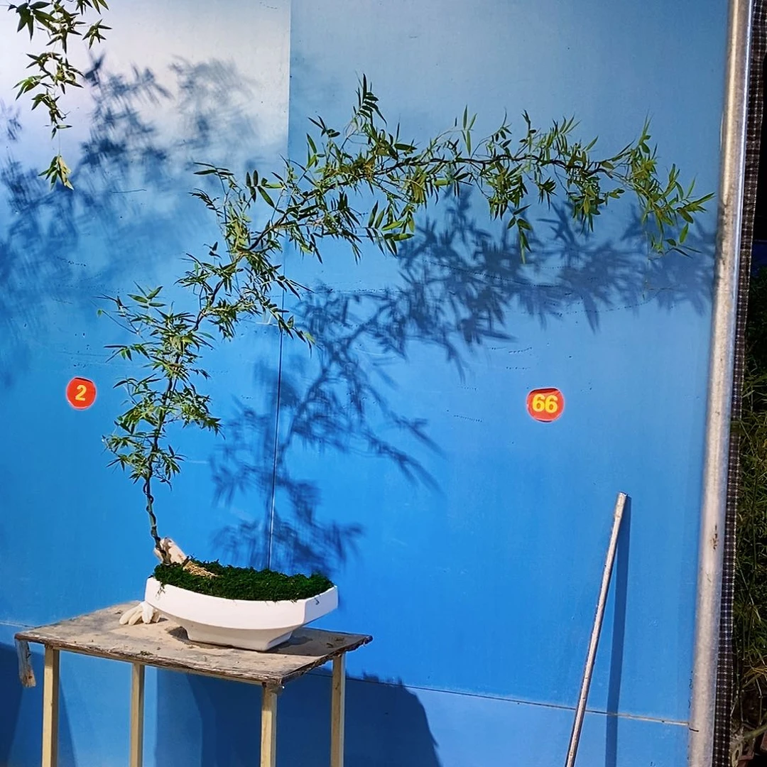 布**名小叶簕竹一物一拍