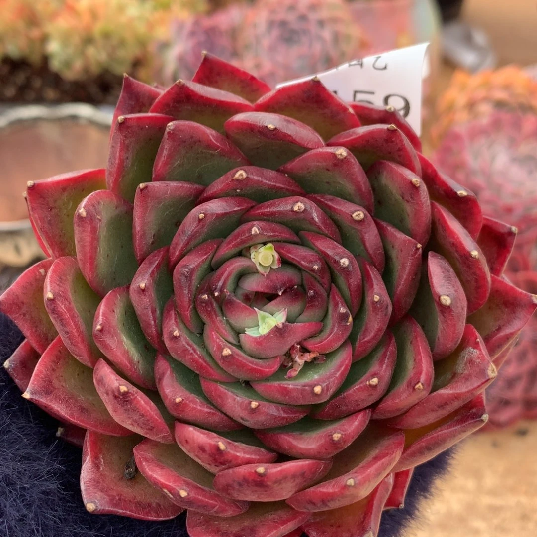 6459新年快乐发发发