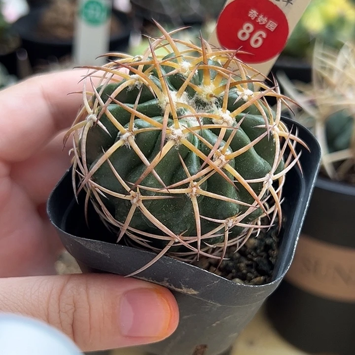 实生狂刺印加圆盘玉杂交5.3cm