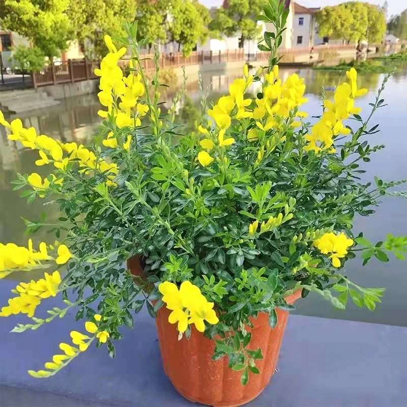 金雀花盆栽庭院阳台好养花多年生灌木庭院阳台开花植物星花怒放