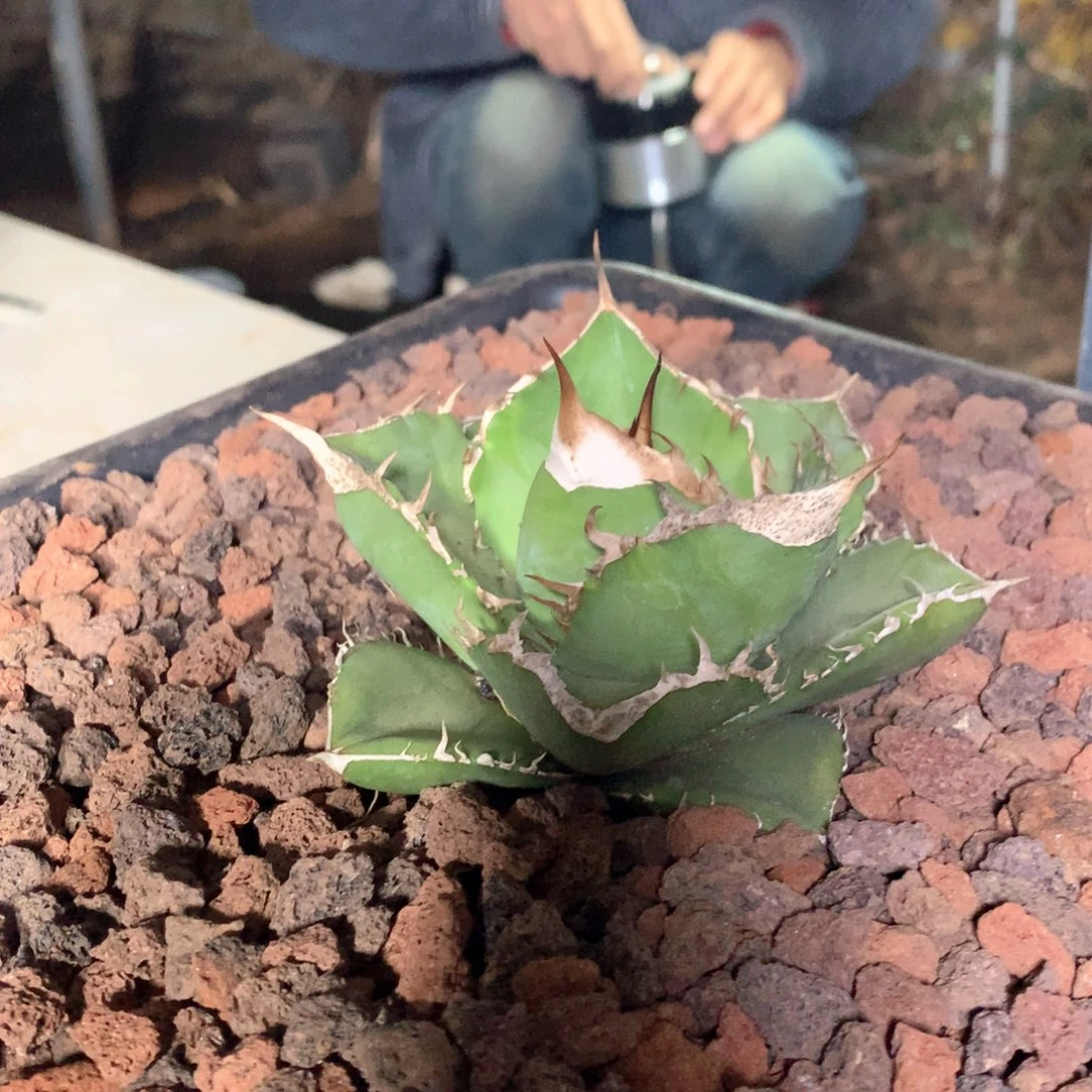 龙舌兰仁王冠大白鲨