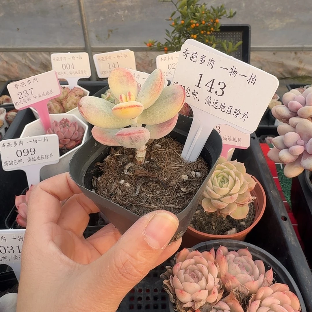 143 脱土 不包整 30元包邮非偏远