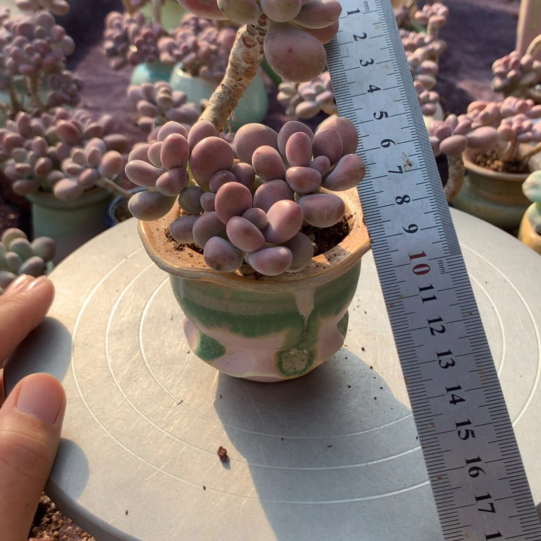 8号带盆偏远地区不包邮的