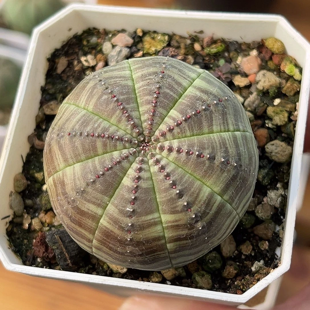 精品优选布纹球，实生