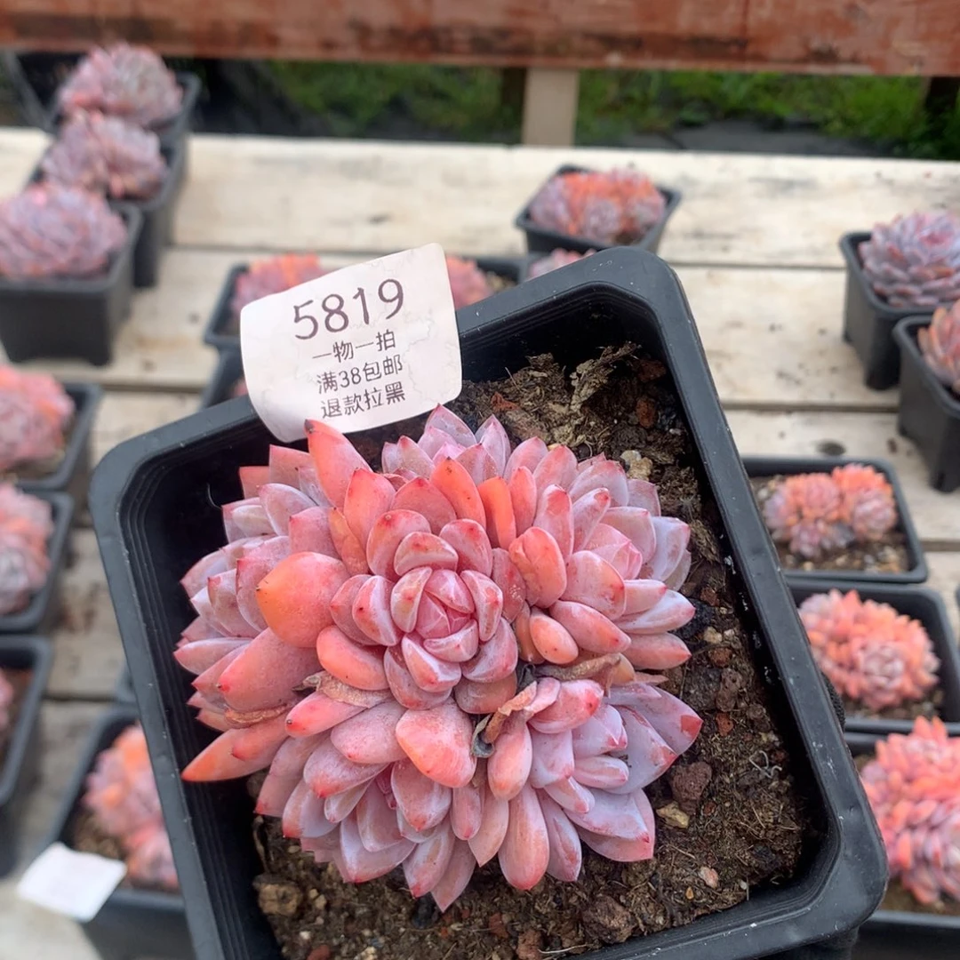 9.4厘米有砍六头溏心雪天使 捧花 5819