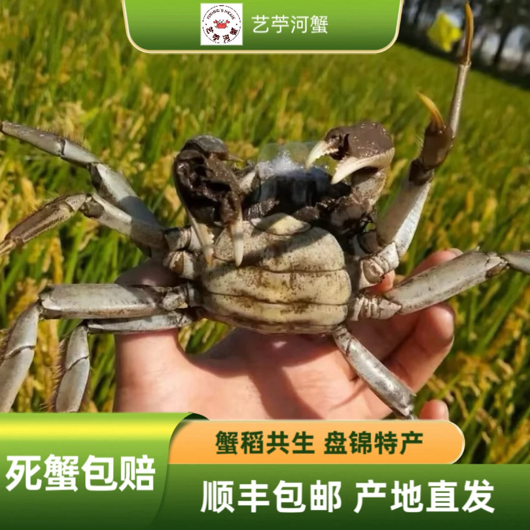 【活蟹】正宗盘锦稻田蟹 母蟹 25只（0.8-1.1两/只） 顺丰冷链发货