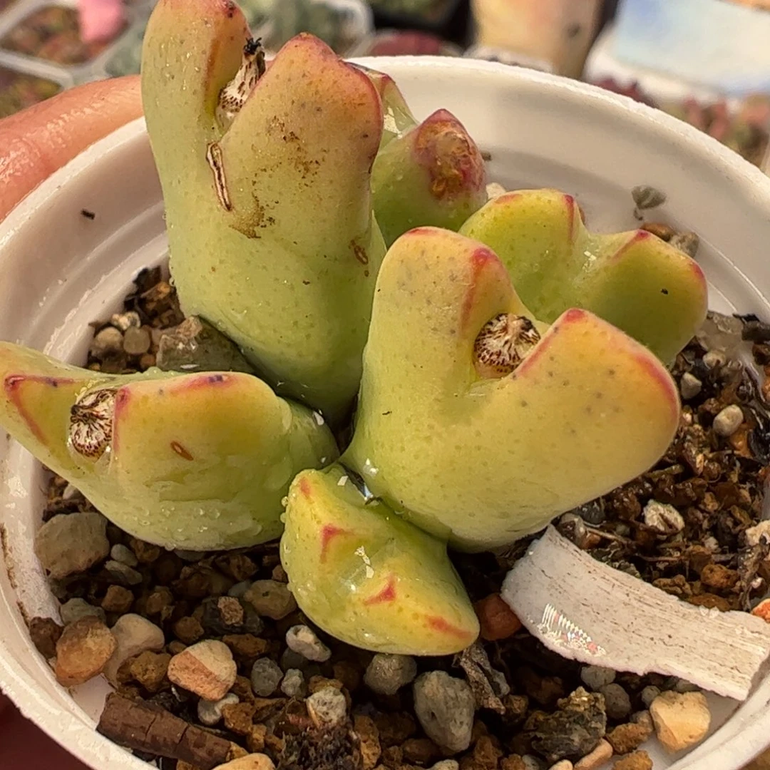 025多肉植物组合