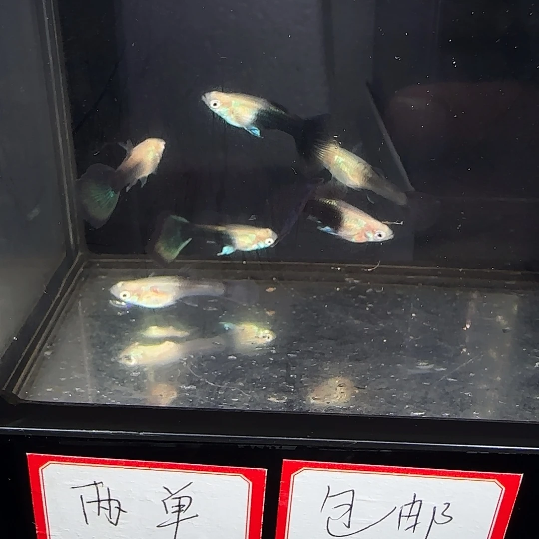 孔雀鱼蓝化体三对