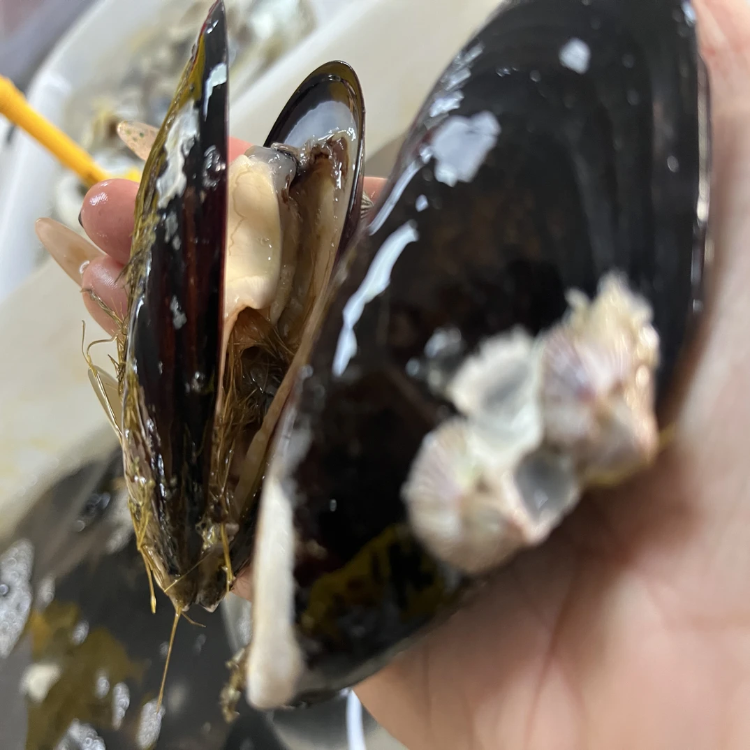特价福利 大个海虹一斤