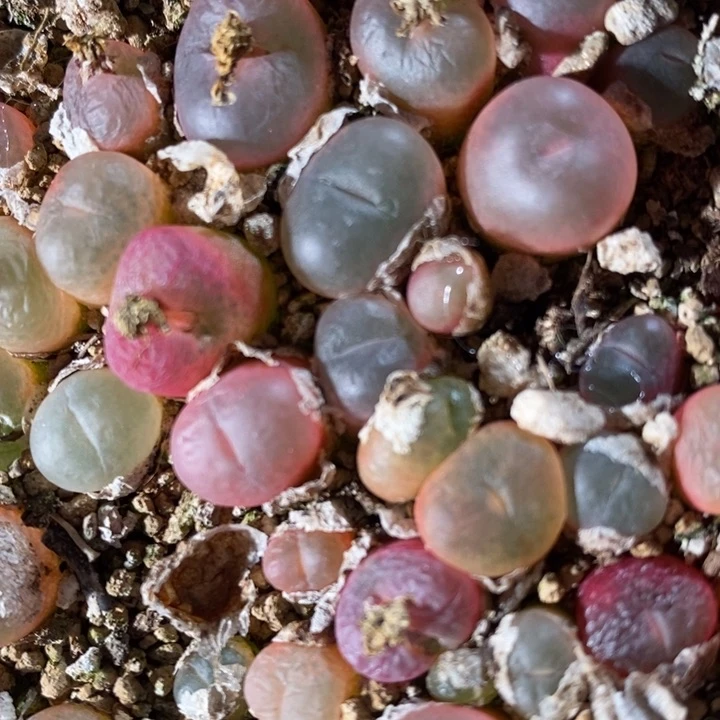 冰魄杂吕红1颗一颗