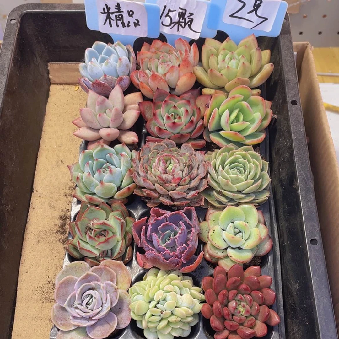 【闪购商品】【量拍】15颗-2号约4-5厘米