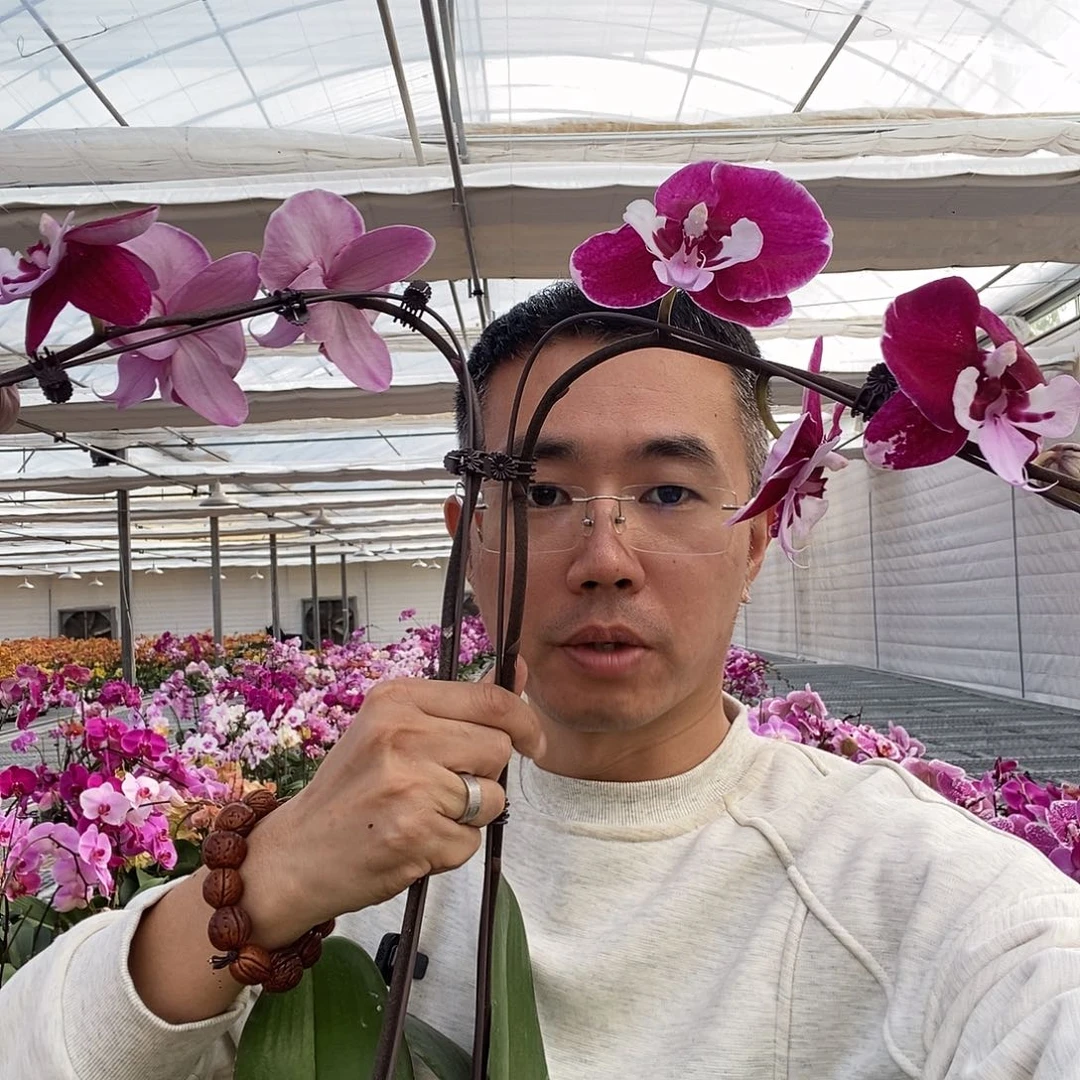 希***主完全开放两颗微瑕小龙兰宾利