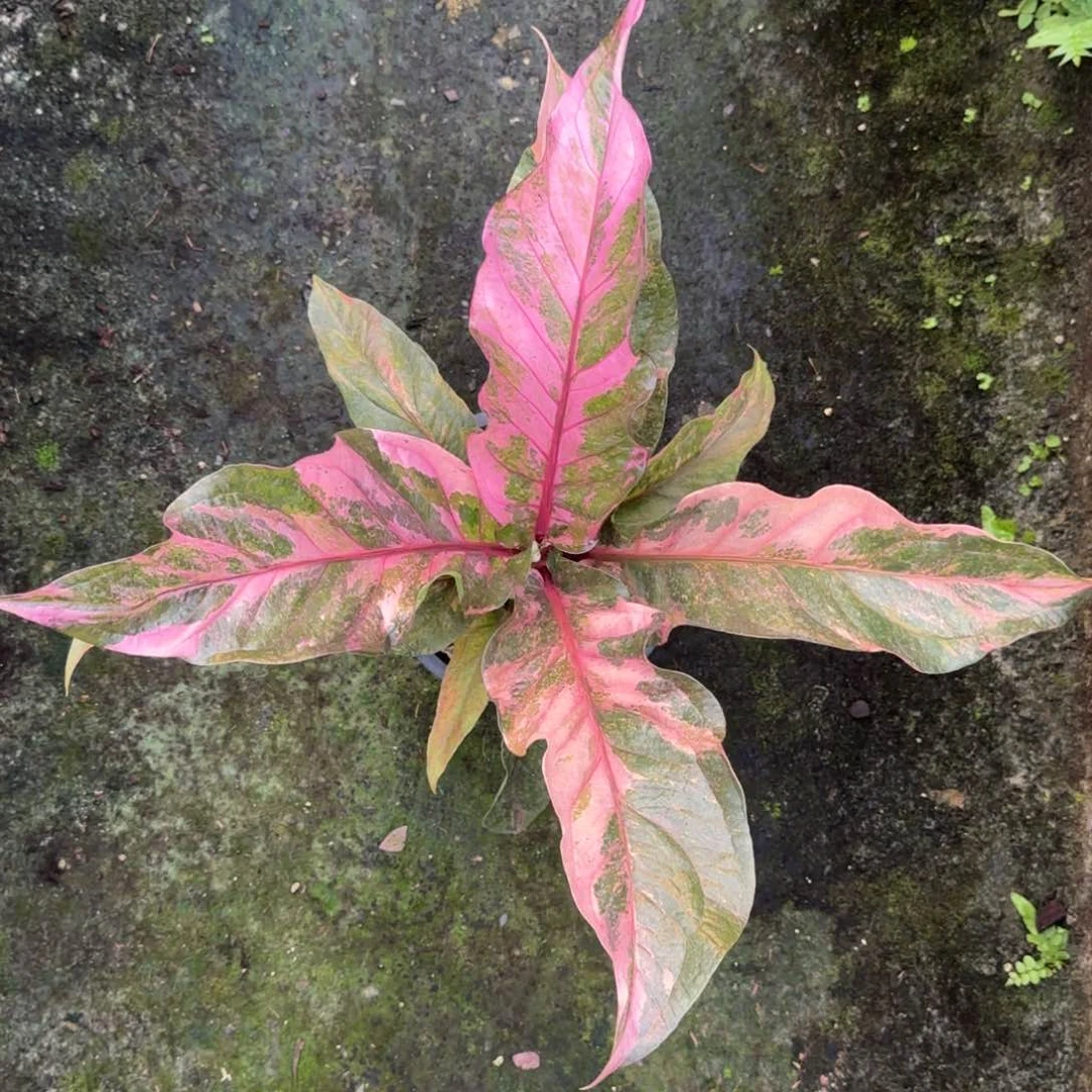 8-1114泰国发货鸟巢花烛