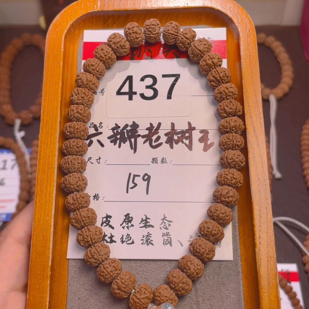 菩提437六瓣老树王10+