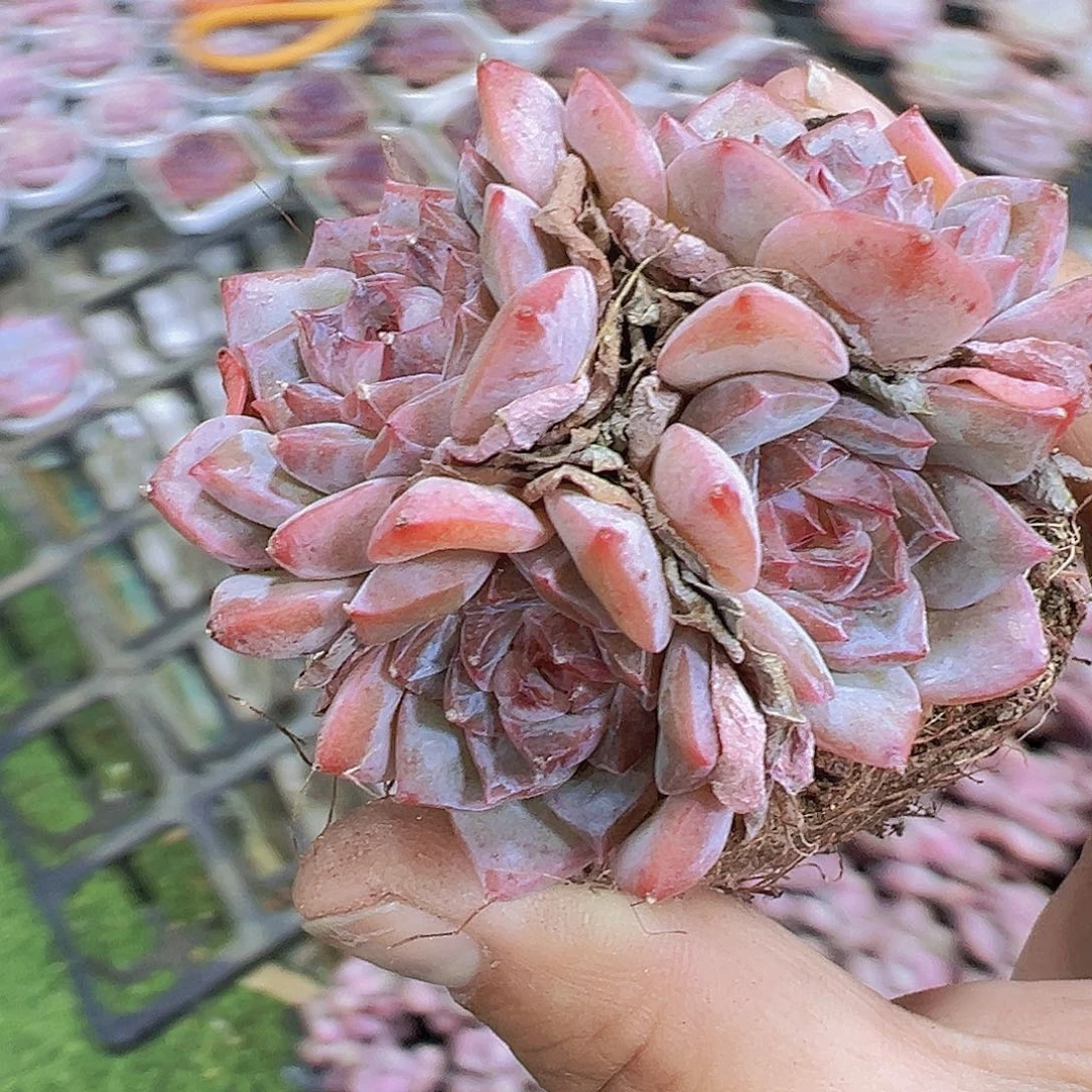 冰糖群19包油多肉植物