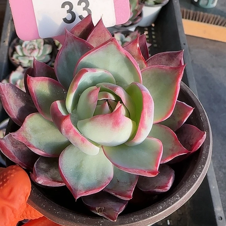 33 惊鸿仙子多肉植物6-9cm