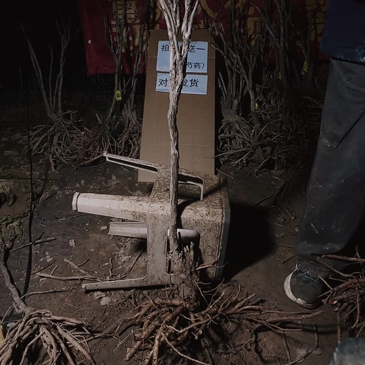 当前无花栽培后可以开花方纪