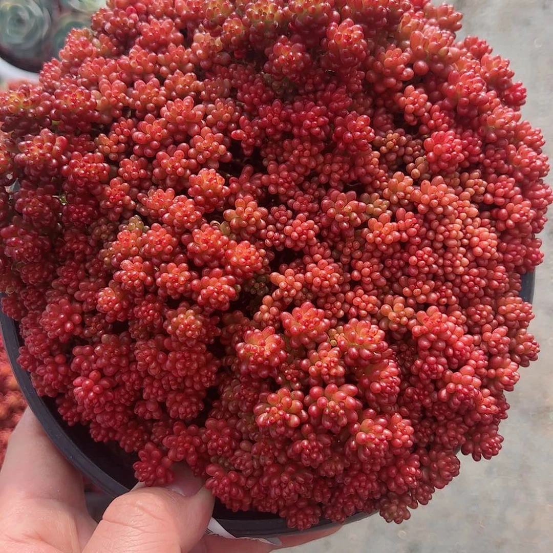 红浆果大盆带盆土发