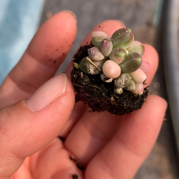 千代田锦多肉植物