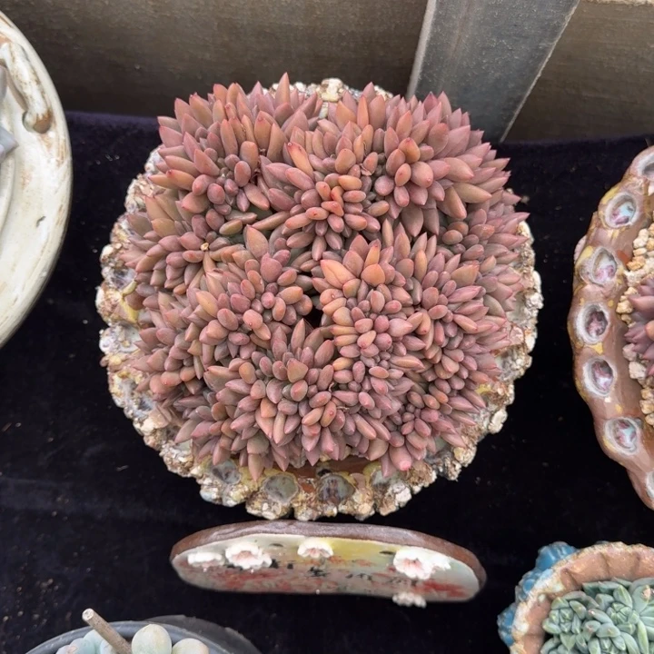 一****20厘米左右一物一拍的