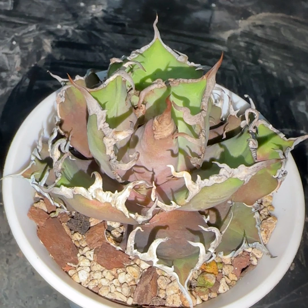 凯撒仁王冠龙舌兰