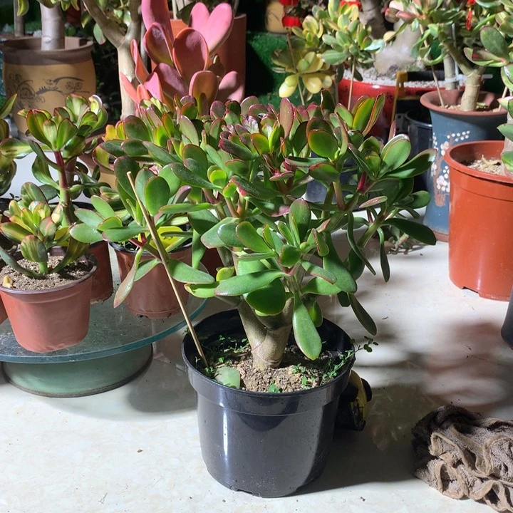 兰****Q23 紫叶脱土发货