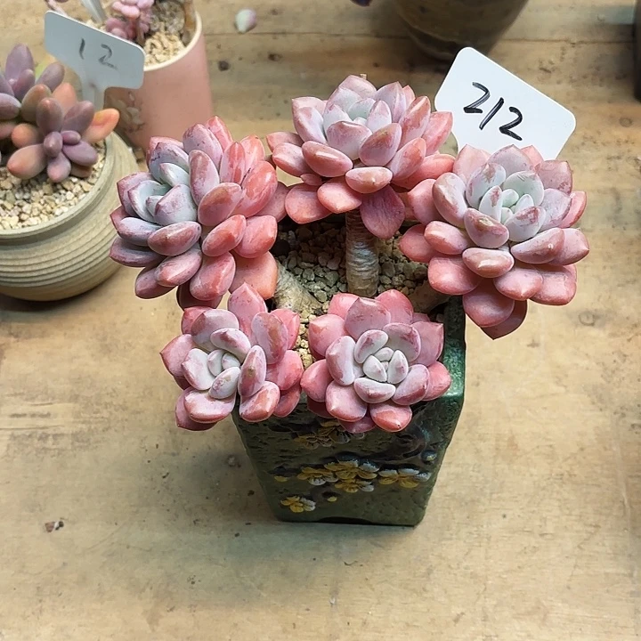 多肉植物，白露212号