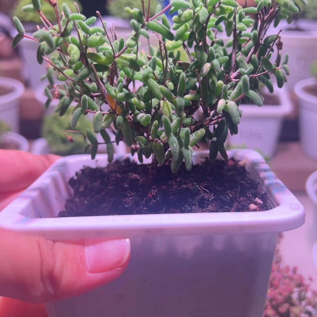 二***男彩虹卷锦带盆土发货一物一拍