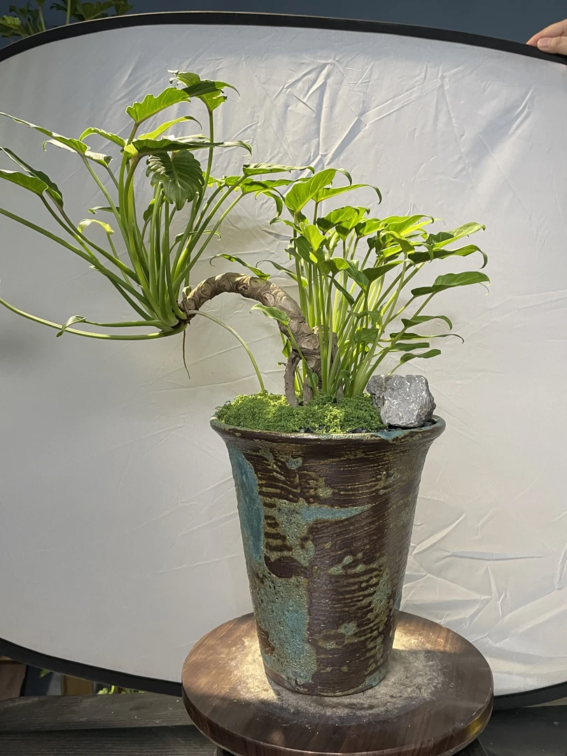 悬崖造型【龙鳞小天使】盆景老桩室内鲜活养护禅意植物盆栽