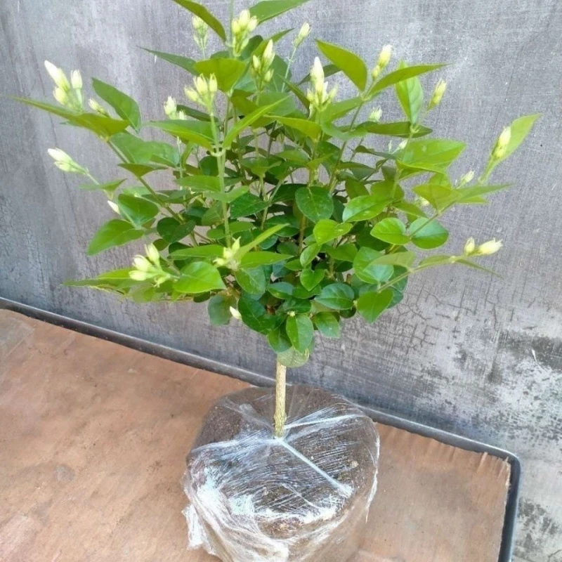 正宗单瓣笔尖茉莉花独枝独杆精品盆栽原土土球发货香味浓