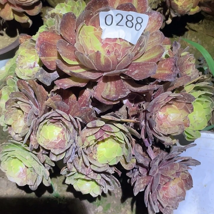 多肉植物法师288花月夜