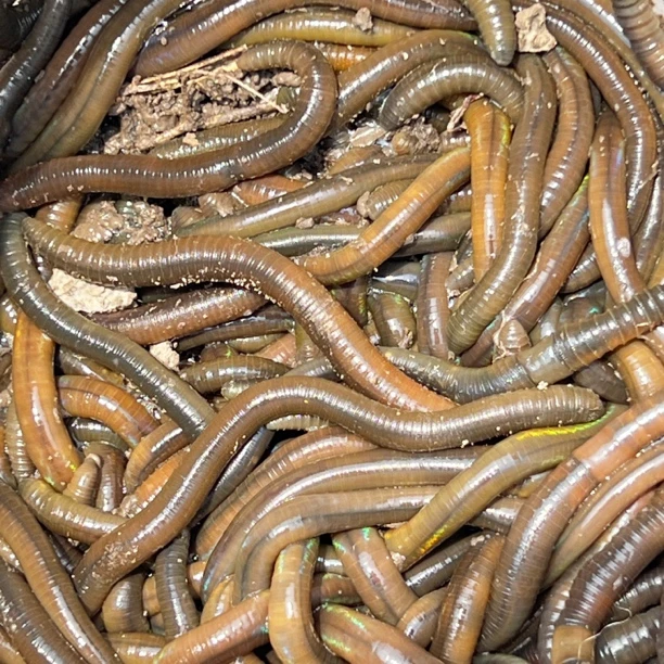 黑蚯蚓青大蚯蚓钓黄鳝活饵鲜活垂钓鱼饵料野钓黄辣丁鱼料鱼食通杀