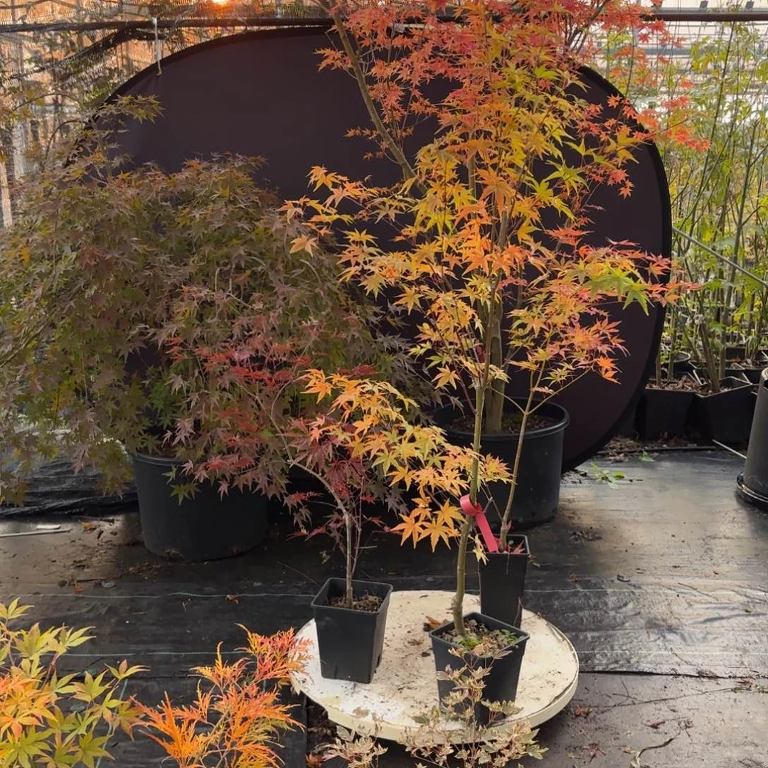 无花朵伍德枫树6