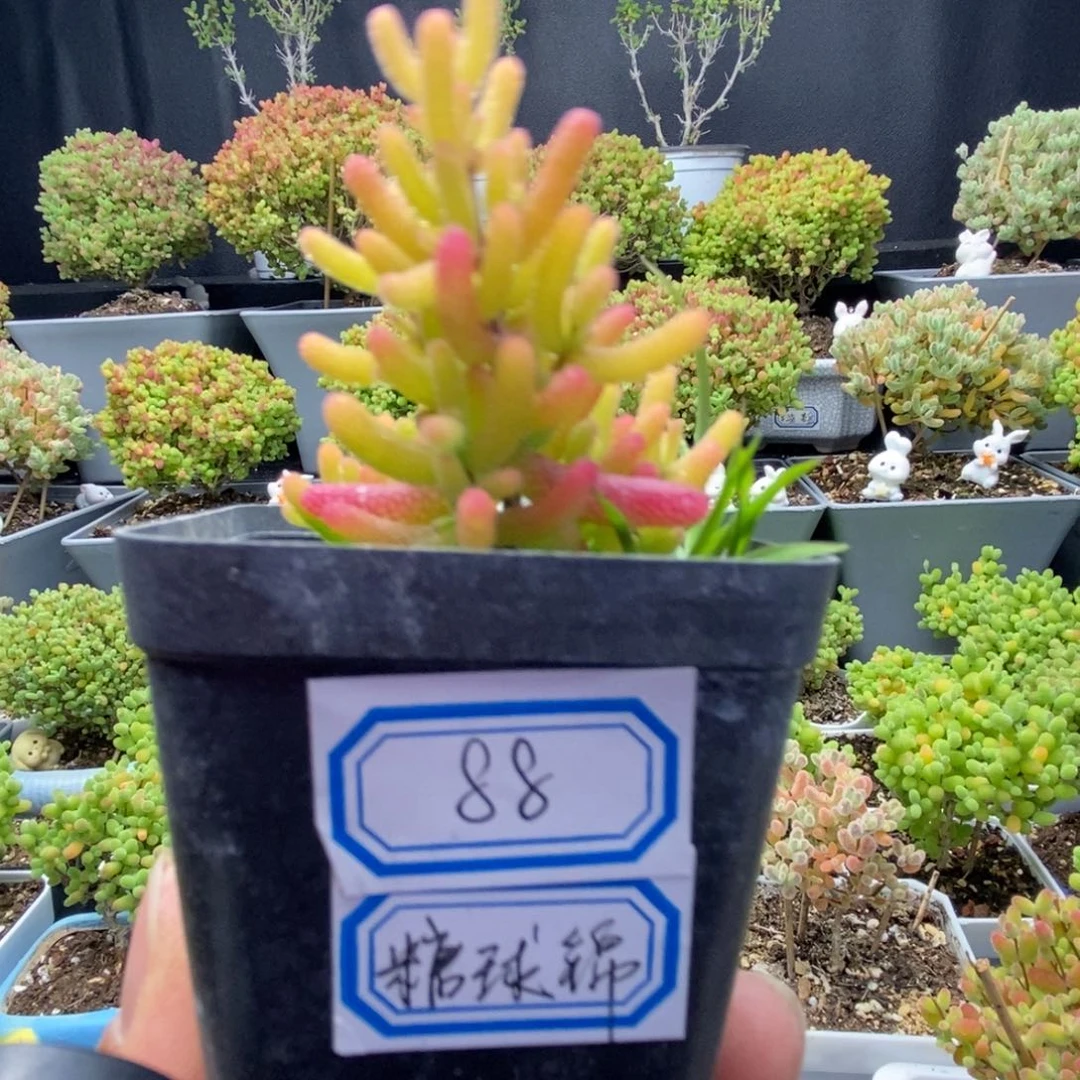 88号优选糖球多肉