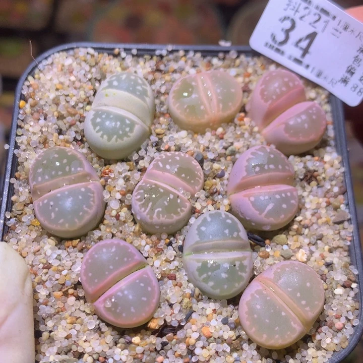 精品生石花231.34大母本