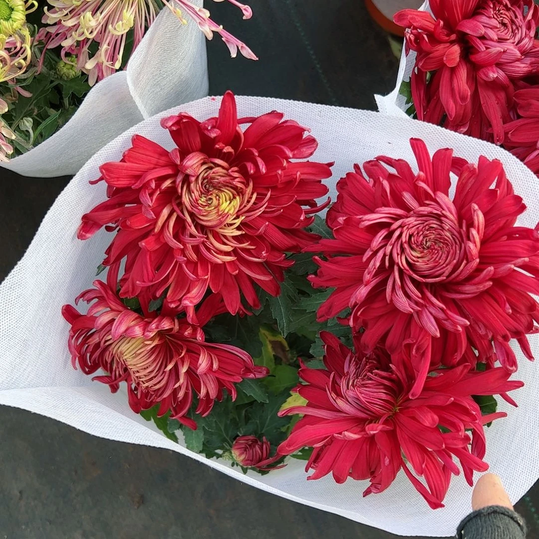 完全开放华丽风车