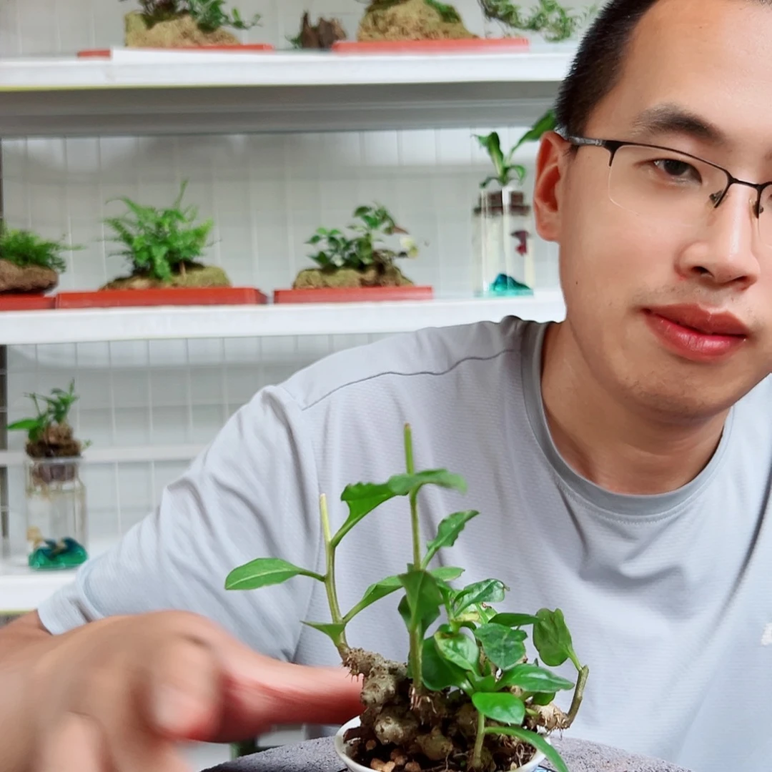 海***峰无花朵19