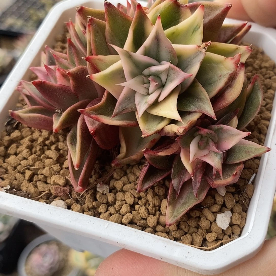 415藏宝图锦多肉植物哇啦塞