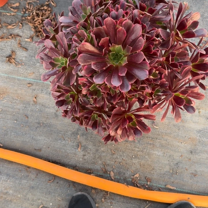 晴***然金丝雀多少植物花花