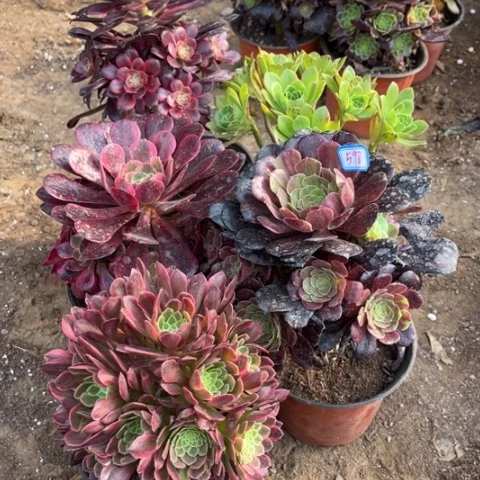 598多肉植物组合