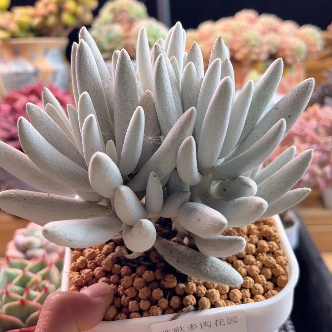 2.12-50银月1111122